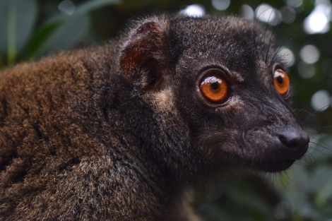 Lemur, Randers Regnskov